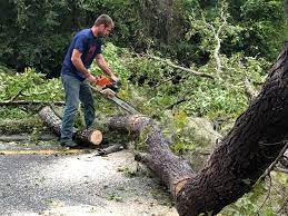 Best Tree Maintenance Programs  in Castle Dale, UT